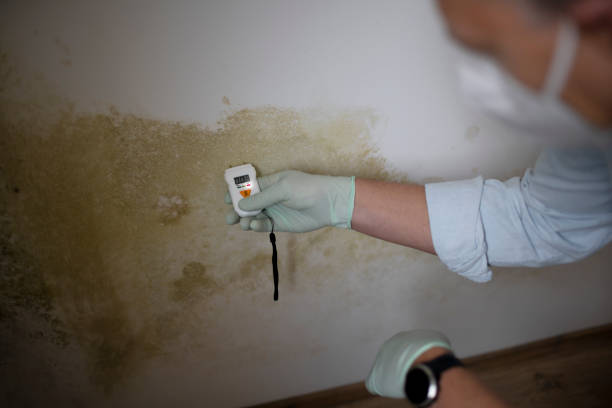 Best Office Mold Removal Services  in Marysville, PA